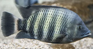 Cá Hoàng Tử Châu Phi