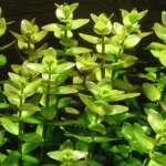 Cây cắt cắm : Lệ Nhi