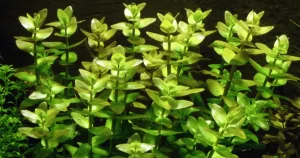 Cây cắt cắm : Lệ Nhi