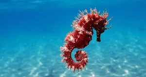 Cá Ngựa: Sự kỳ diệu nơi biển sâu