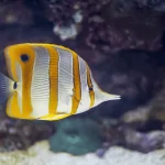 Cá Đào học trò