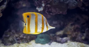 Cá Đào học trò