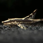 Cá Trực Thăng Đen