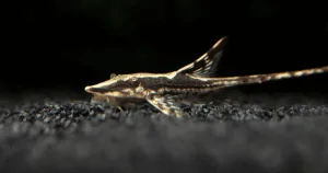 Cá Trực Thăng Đen