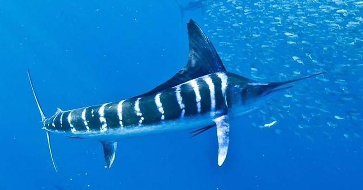 0745ab0e734e9a10c35f Cá Marlin sọc