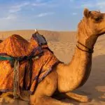 Có phải bướu lạc đà chứa toàn nước hay không?