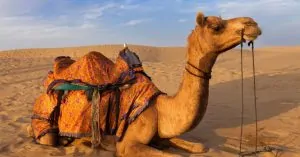 Có phải bướu lạc đà chứa toàn nước hay không?