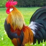 Vì sao mào gà trống lại vừa to vừa đỏ?