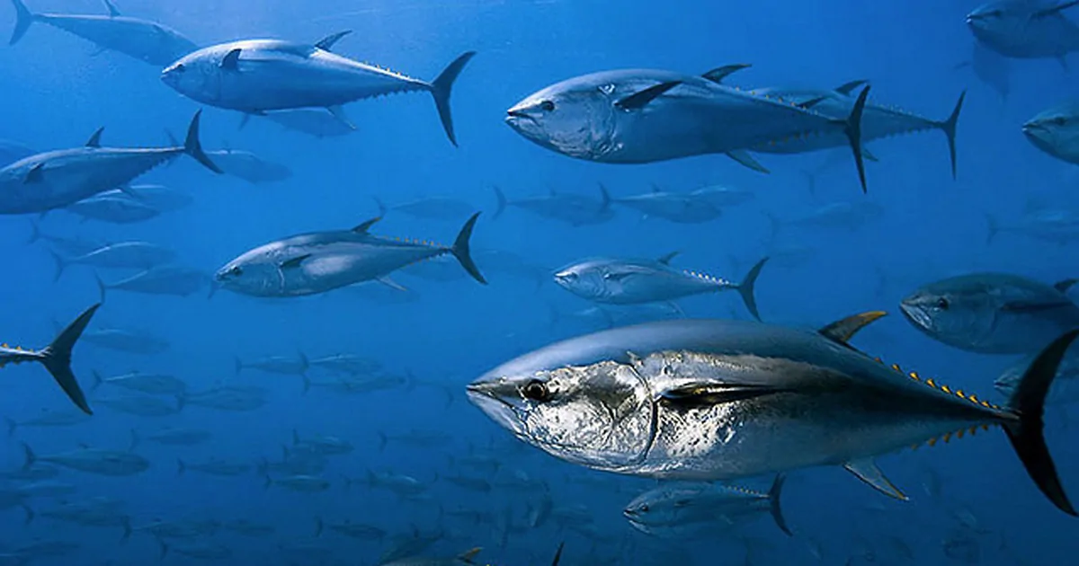 Cá ngừ vây xanh Đại Tây Dương