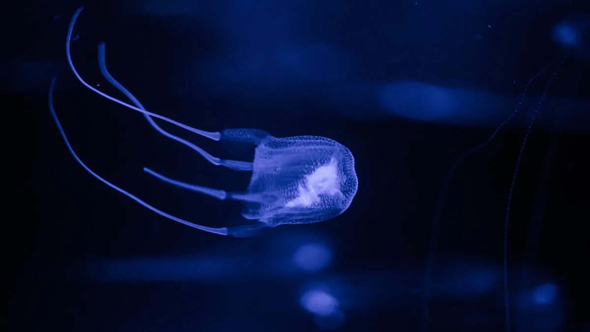 7451624_0_160_3072_1888_1200x0_80_0_1_24f22f03d9c157ec62d545f839f2ef5e Sứa Hộp Châu Úc