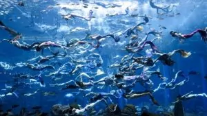 TOP 10 sự thật thú vị về người cá