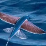 Vì sao cá chuồn bay được?