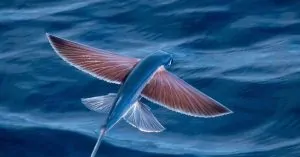 Vì sao cá chuồn bay được?