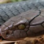 10 động vật nguy hiểm nhất hành tinh