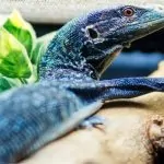 Top thú cưng độc lạ ở Việt Nam