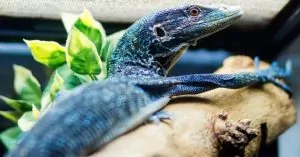 Top thú cưng độc lạ ở Việt Nam