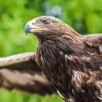 Top 10 loài chim nặng nhất hành tinh.