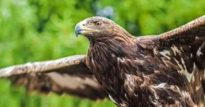 Top 10 loài chim nặng nhất hành tinh.