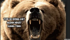 Top 10 động vật mạnh nhất hành tinh.