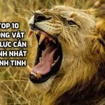 Top 10 động vật có lực cắn mạnh nhất hành tinh.