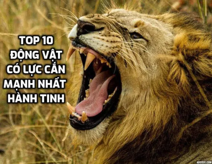 addtext_com_MDQyNjU5NzMxNA