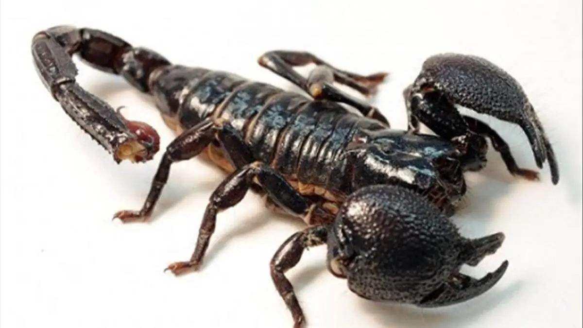 bocc80-cacca3p Bò cạp