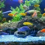 Top 5 loài cá cảnh bơi theo đàn đẹp nhất