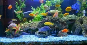 Top 5 loài cá cảnh bơi theo đàn đẹp nhất