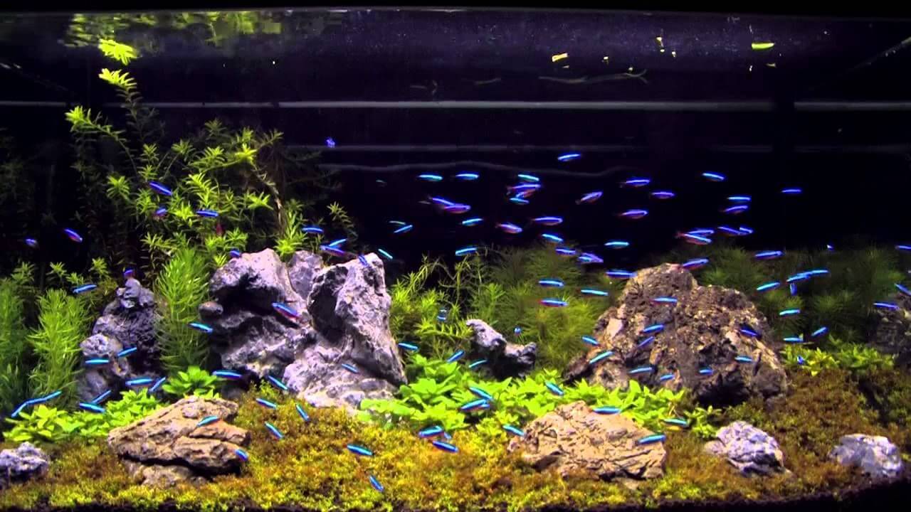 cacc81-neon Cá Neon