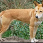 Top 4 giống chó quý hiếm được xem là “Tứ Đại Quốc Khuyển” của Việt Nam