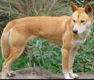 Top 4 giống chó quý hiếm được xem là “Tứ Đại Quốc Khuyển” của Việt Nam