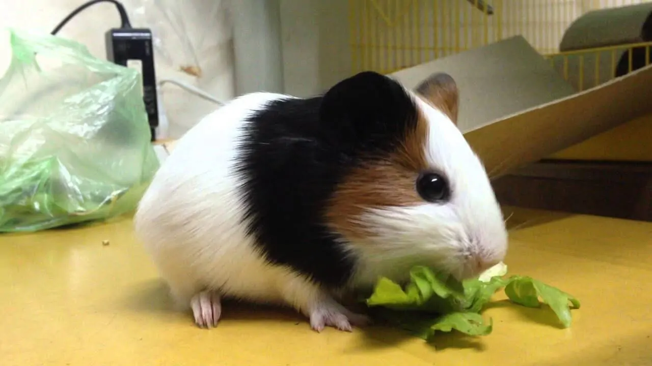 chuocca3cc82t Chuột