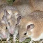 Vì sao chuột nhắt sợ ánh sáng?