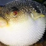 Vì sao cá nóc tiết ra chất độc?