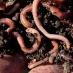 Vì sao con giun đất khi bị cắt đôi lại thành 2 con