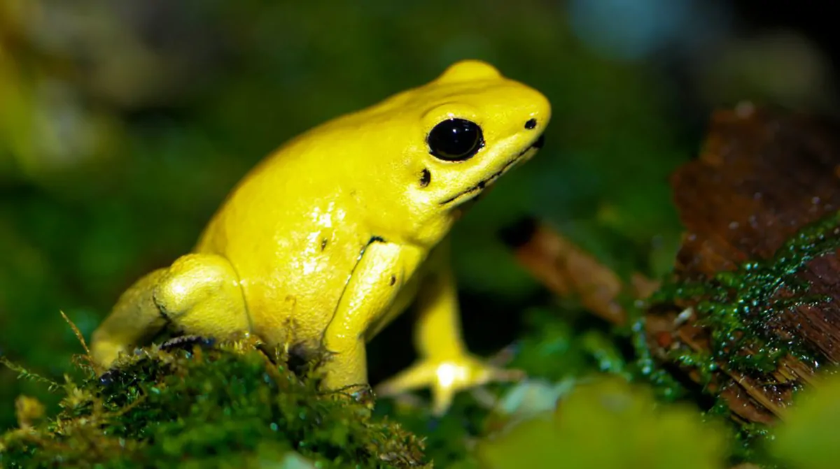 golden_poison_dart_frog_phyllobates_terribilis-1024x573-1 Ếch Phóng Nọc