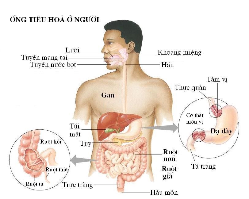 he-tieu-hoa2-1 Cơ thể con người do bao nhiêu tế bào hợp thành?