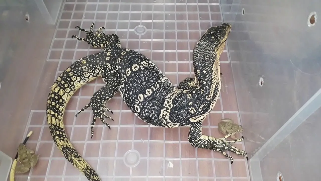 kycc80-c491acc80-cacc89nh Kỳ đà