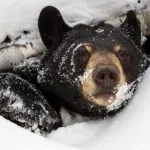 Vì sao một số loài động vật phải ngủ đông