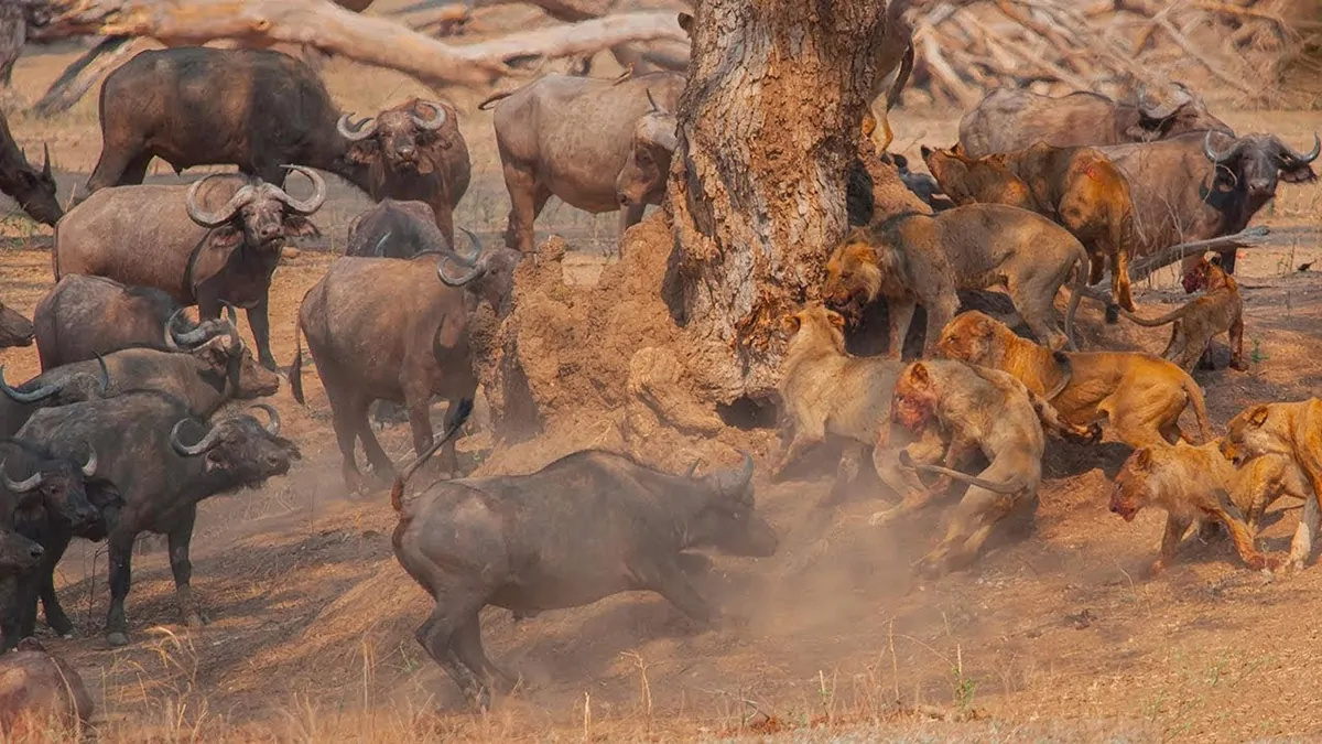 maxresdefault-1-1 Trâu rừng Châu Phi