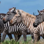 Vì sao loài ngựa vằn lại có vằn?