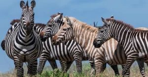 Vì sao loài ngựa vằn lại có vằn?