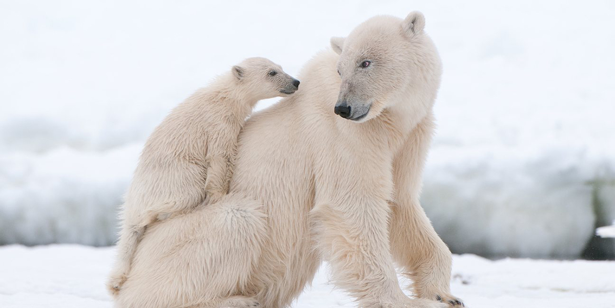 polar_bears_learn_page Gấu Bắc Cực