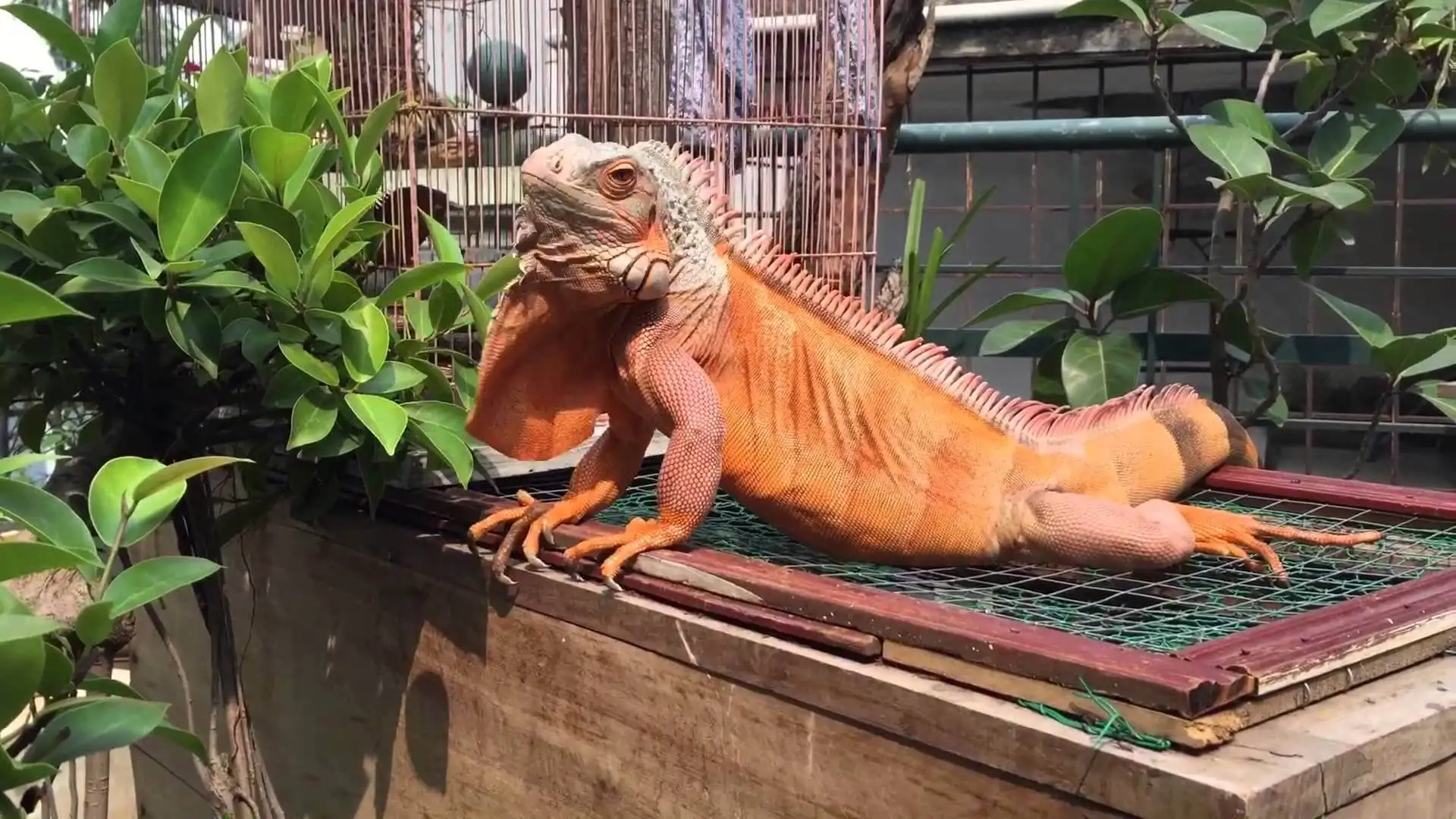 rocc82cc80ng-nam-mycc83 Rồng Nam Mỹ