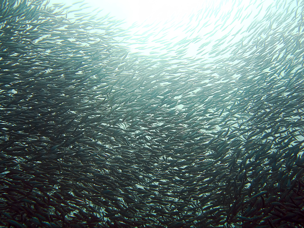 sardines_-_e9b0afe38184e3828fe38197 Cá Mòi