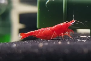 Top 10 loài tép cảnh đẹp và dễ nuôi nhất