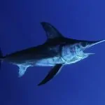 Top 10 loài cá bơi nhanh nhất thế giới