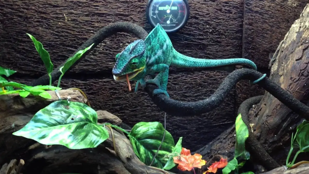 tacc86cc81c-kecc80-hoa Tắc kè hoa