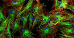 Cơ thể con người do bao nhiêu tế bào hợp thành?