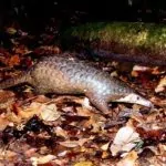 Vì sao nói tê tê là “vệ sĩ” của rừng xanh?